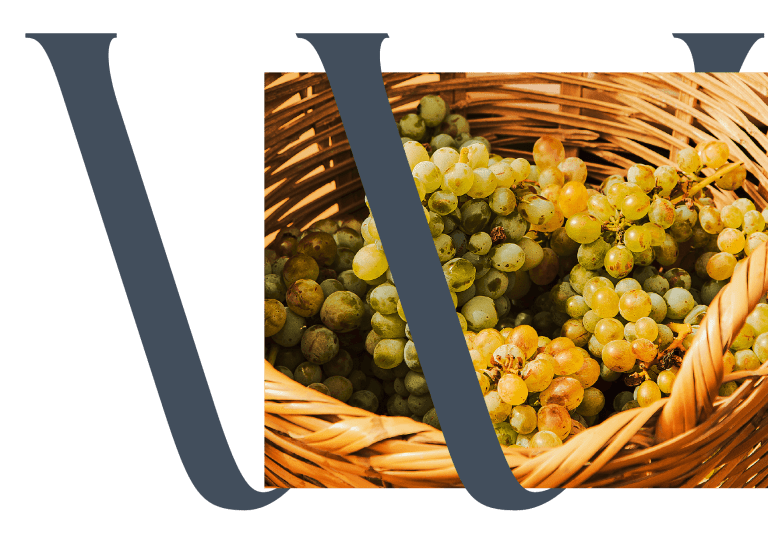 Cachos de uvas frescas em tons de verde e dourado dentro de uma cesta de vime, representando a autenticidade e tradição do setor vinícola.