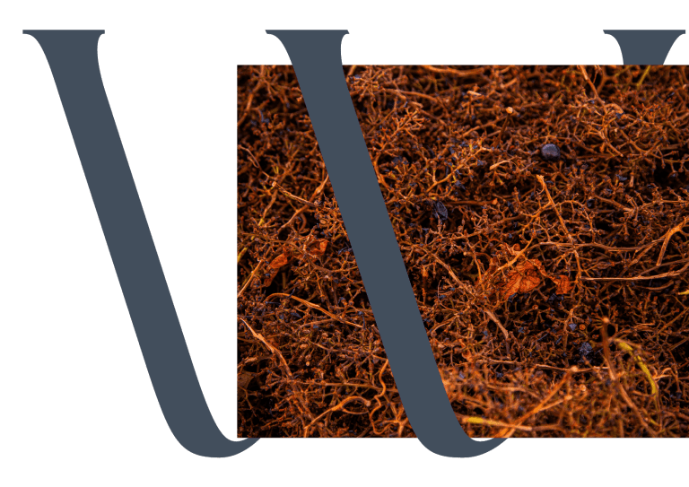 Ramos secos de uvas caídas sobre o solo próximo a uma vinha, representando o ciclo natural da viticultura e a transformação da uva em vinho.