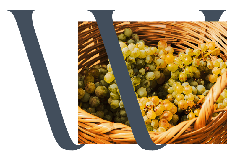 Cachos de uvas frescas em tons de verde e dourado dentro de uma cesta de vime, representando a autenticidade e tradição do setor vinícola.