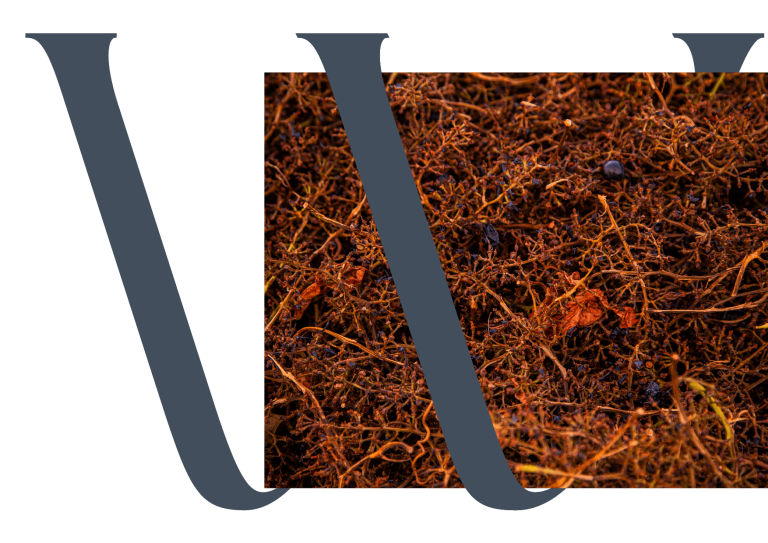 Ramos secos de uvas caídas sobre o solo próximo a uma vinha, representando o ciclo natural da viticultura e a transformação da uva em vinho.