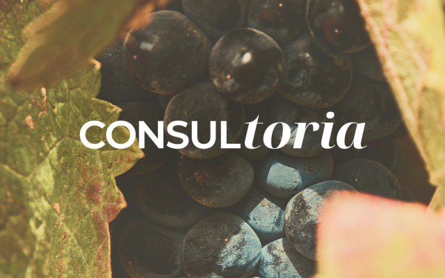 Cachos de uvas pretas Touriga Nacional na vinha com a palavra "CONSULtoria" sobreposta, serviços de consultoria